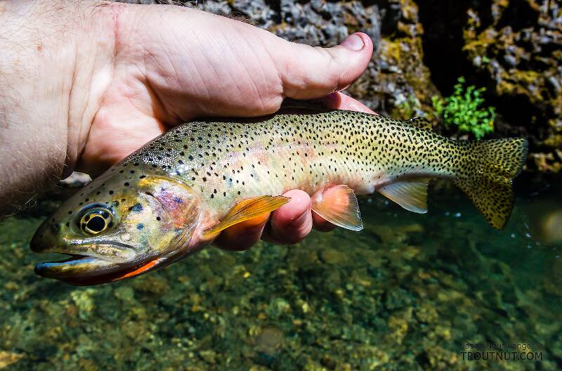 So far I've only really chased Westslope Cutthroat in small streams. Two fish around 11-12" from this stream were my biggest yet. The other one squirmed away from my gentle grip before I could get a photo.