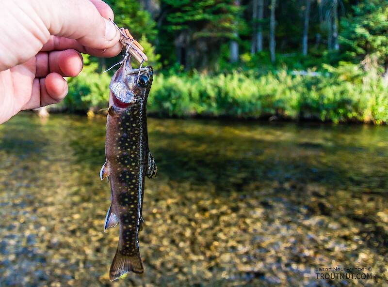 This little brook trout was the picture of ambition.