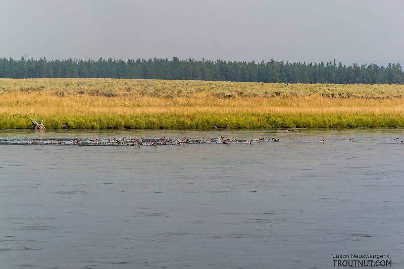 Huge raft of mergansers cruising the Henry's Fork.

From the Henry&#039;s Fork of the Snake River in Idaho