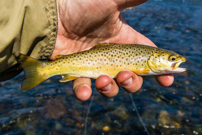 This little brown saved me from officially skunking on my first trip to the Madison, which saw several larger fish swipe at streamers or big dry flies but no hookups in the midday sun.