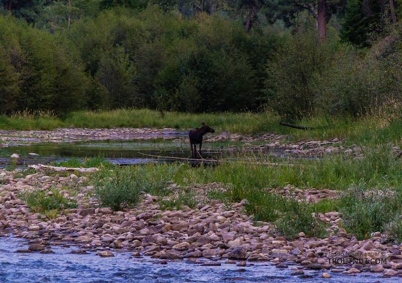 This cow moose watched me from a slough upstream while I fished a good pool on Rock Creek.

From Rock Creek in Montana