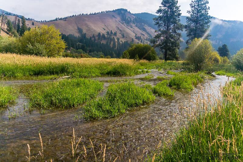 Overflow from a beaver pond cuts a fresh channel through this meadow along Rock Creek.

From Rock Creek in Montana