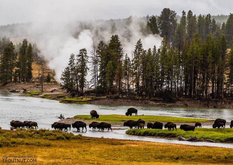 Bison crossing the Yellowstone River

From the Yellowstone River in Wyoming