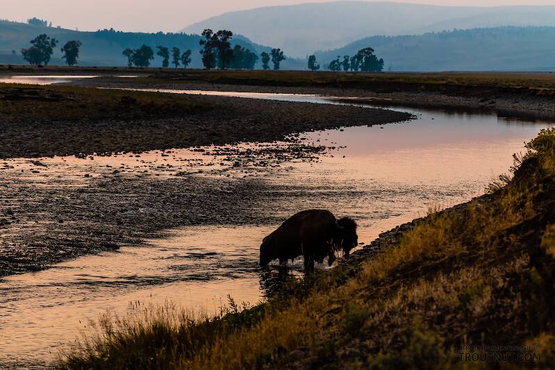 Bison crossing the Lamar River in Yellowstone

From the Lamar River in Wyoming