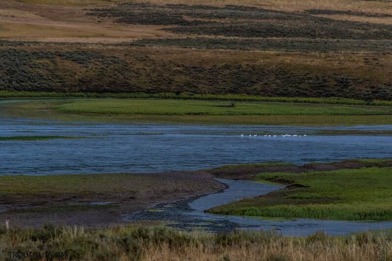 Swans in the Yellowstone River's Hayden Valley.

From the Yellowstone River in Wyoming