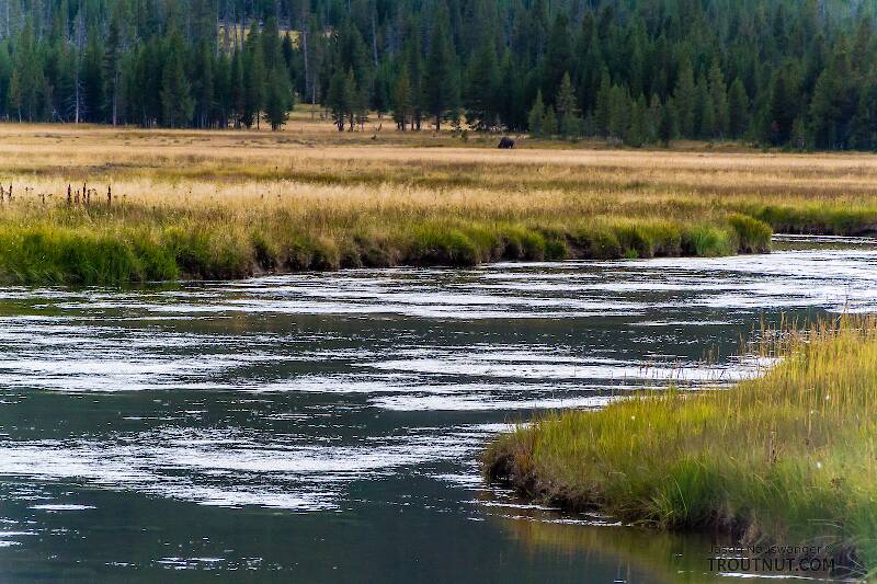 A lone bison feeds in the background across a meadow reach of the Gibbon River.

From the Gibbon River in Wyoming