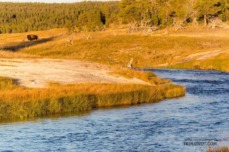 Nez Perce Creek in Wyoming