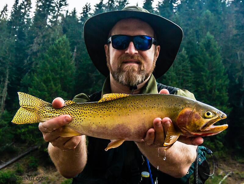 My nicest Westslope cutthroat to date (17 inches) struck an unfortunate dead-looking eyeball pose in this photo, but I promise it was released healthy and vigorously swam away.
