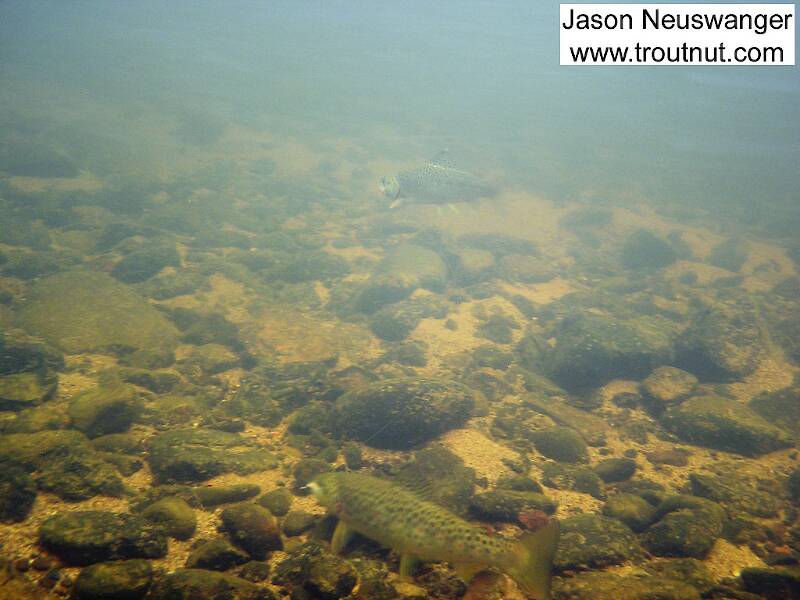 When the lead 9" brown grabbed one of my three wet flies and started zooming around his buddy couldn't resist grabbing one of the others. This is an underwater picture of the two of them together on the line.