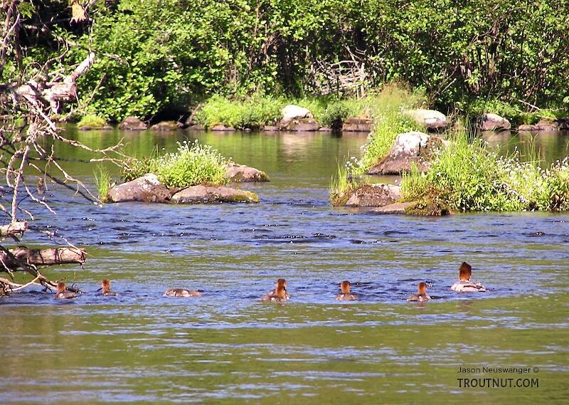 A brood of trout-eating mergansers lurks on a fertile trout stream.
