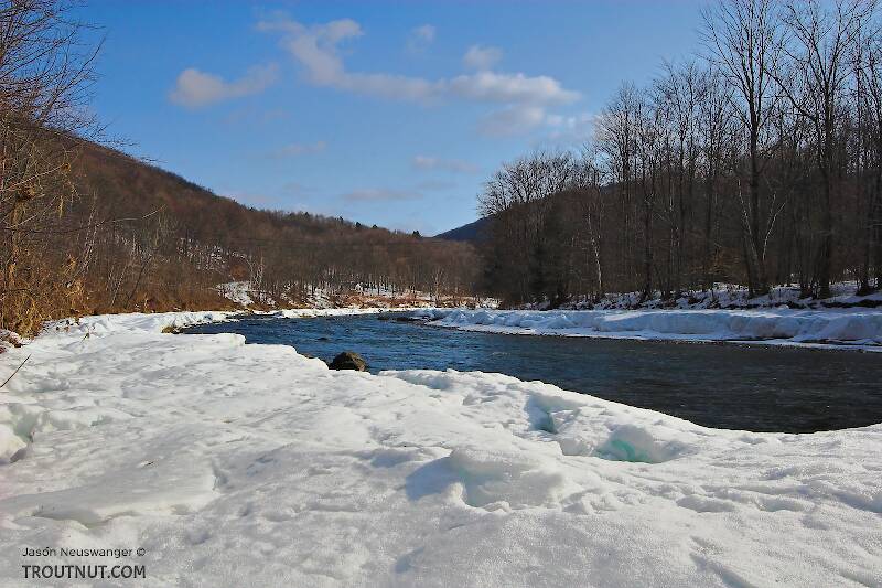 Deep snow melts away from a storied Catskill river as spring nears.

From the Beaverkill River in New York