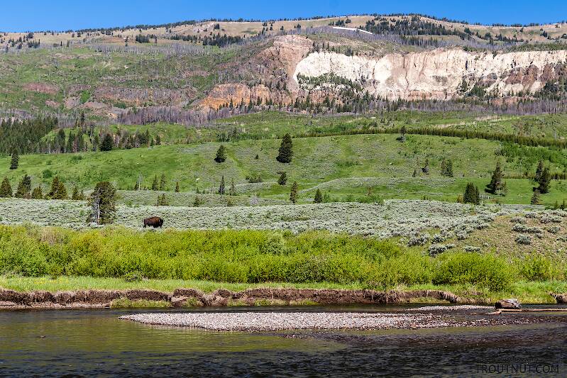 Bison across Slough Creek

From Slough Creek in Wyoming