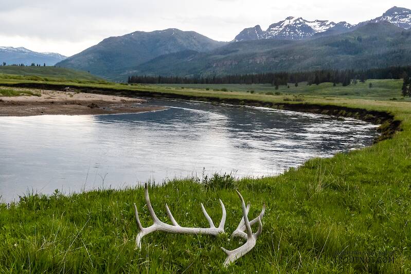 Natural elk skull alongside Slough Creek

From Slough Creek in Wyoming