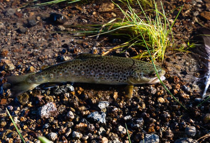 This little brown trout was released in the shallows but really wanted a picture so it jumped back onto dry land and posed like this. Then I insisted it go back in the water.