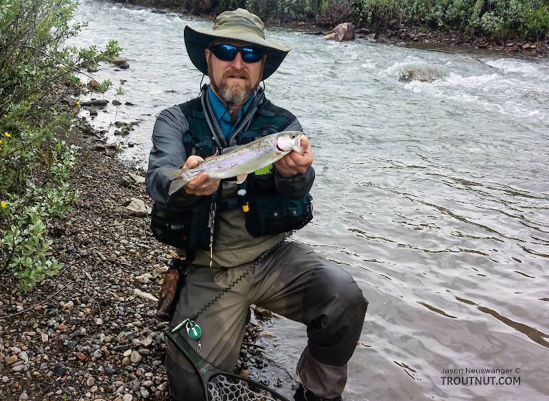 One of five small-medium rainbows I caught on the Ruby despite high water from a recent thundershower.