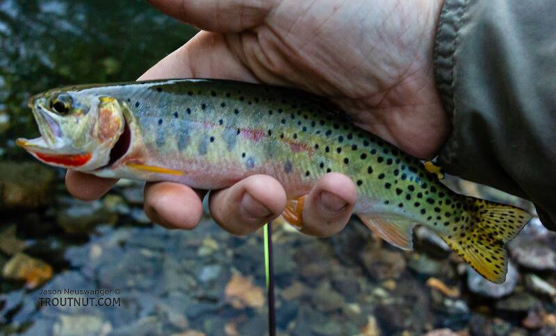 One of the last fish of the night, a bit blurry, but with too pretty a throat to pass up.