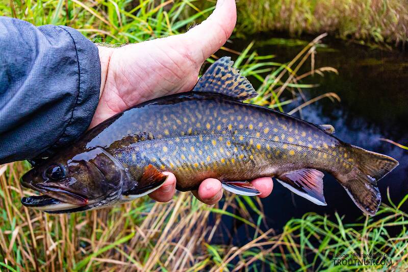Chunky male brook trout and the best fish of the day