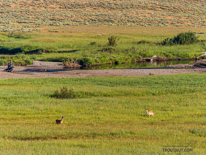 Two whitetail deer in one of the meadows along Slough Creek. I watched them all morning before I hiked out.

From Slough Creek in Wyoming