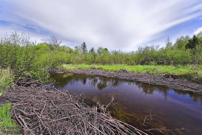 Recent forest service work has stabilized the alder-lined banks of this small trout stream and opened it up to sunlight, which helps increase its productivity.

From Mystery Creek # 56 in Wisconsin