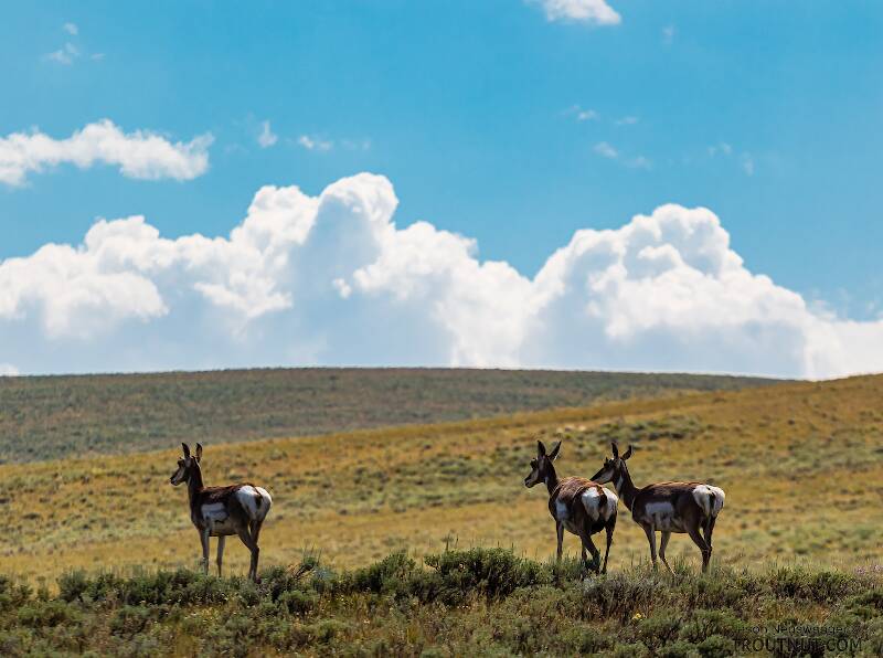 Pronghorn antelope overlooking the river valley.

From Mystery Creek # 237 in Montana