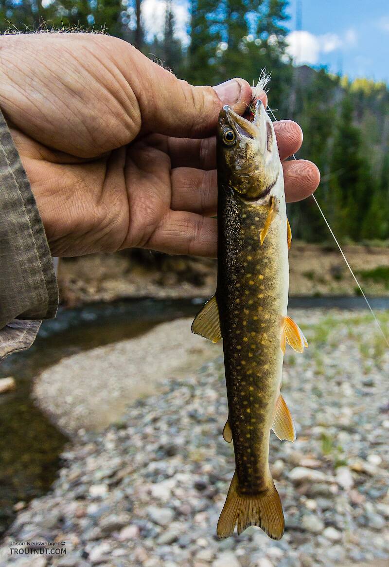 I wasn't paying close attention at the time and released this fish very quickly after the picture, so I thought it was just a skinny brookie and didn't notice until looking at the photo that it's a juvenile bull trout. Good thing I was all-C&R on this trip anyway!