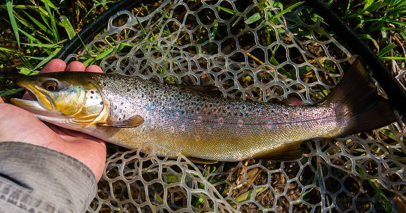 This 14" brown was my best fish in the short time I had to fish the Owyhee, though I moved a nicer one to a streamer in the same hole.