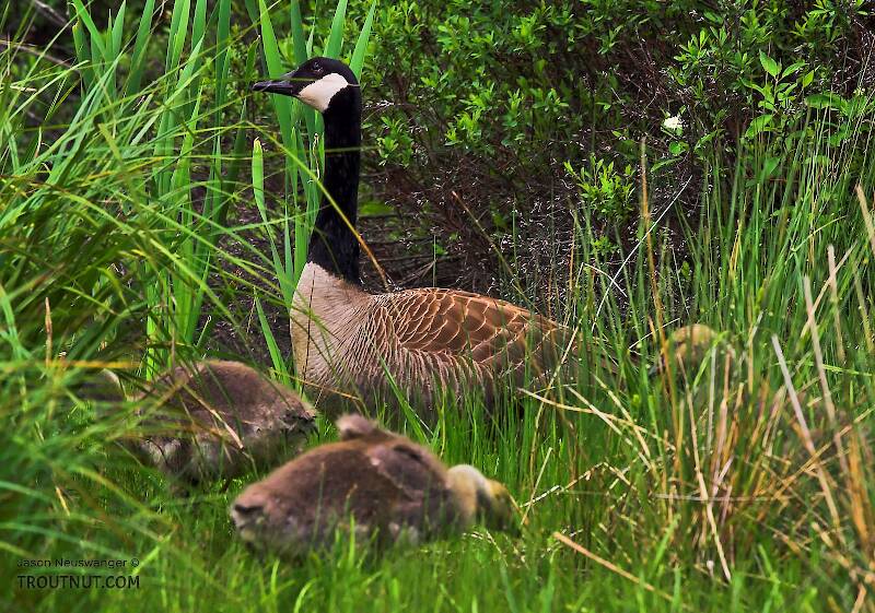A canada goose looks over some large, downy goslings.