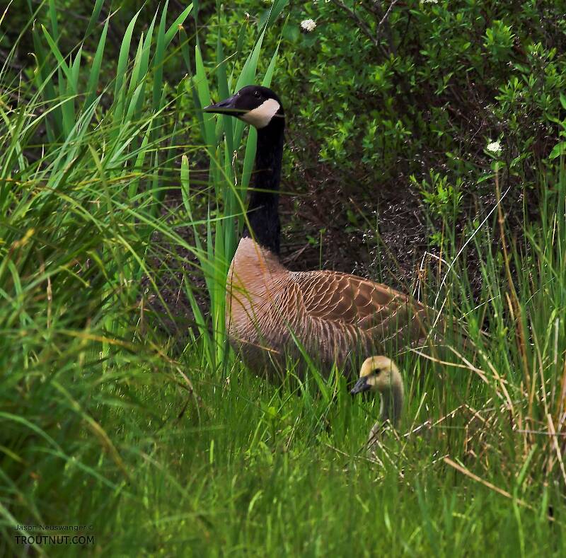 A Canada goose and gosling poke their heads out of the grass along a trout stream.
