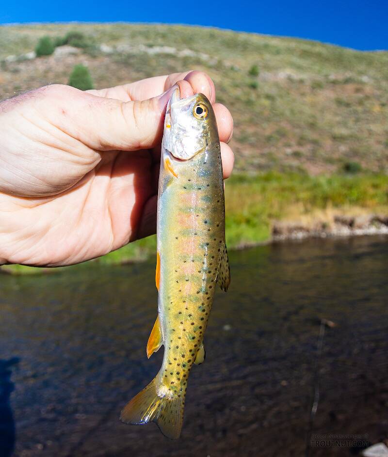 Pretty pastel colors on the side of this little Bonneville Cutthroat that still has its parr marks.