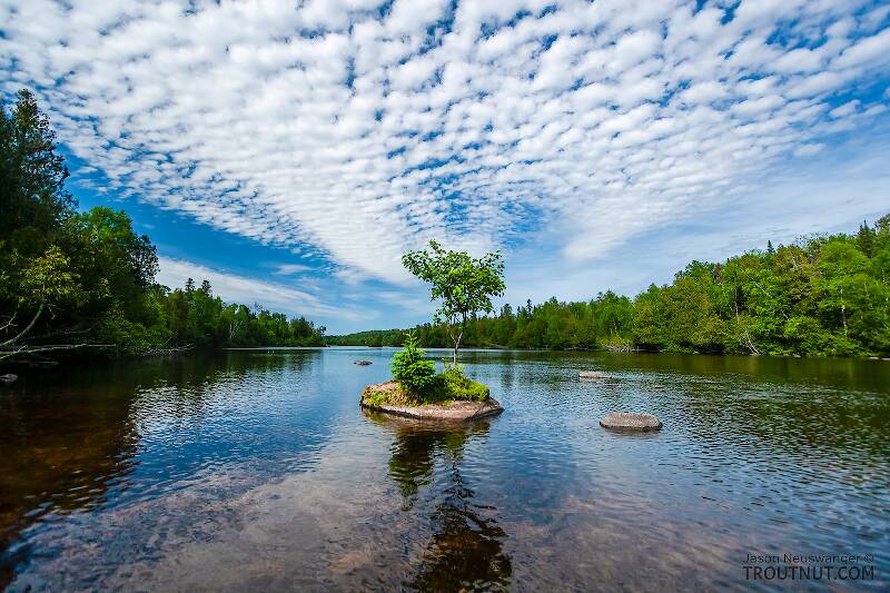 Lone tree on a rock in the middle of Big Lake. Fittingly, Big Lake is the largest of several short wide spots in the upper Brule River.

From the Bois Brule River in Wisconsin