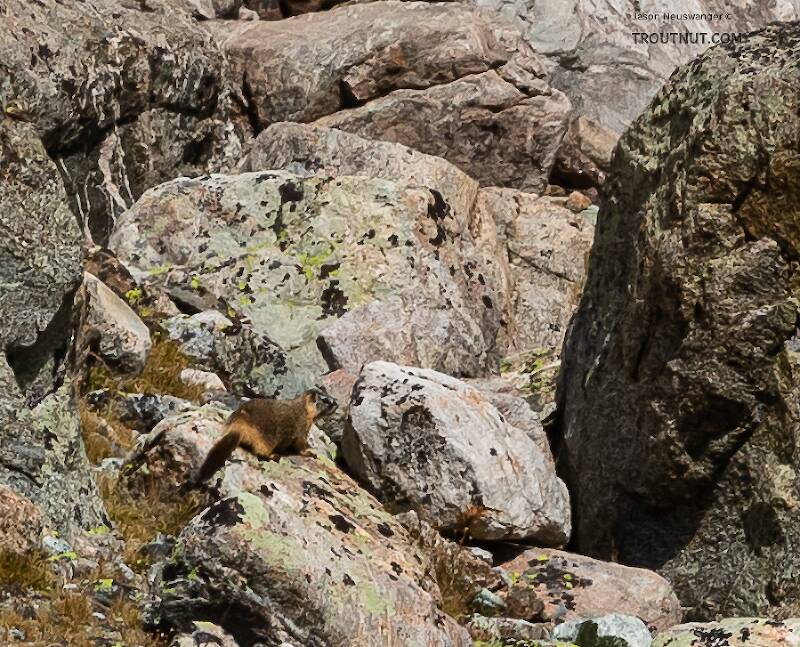 Yellow-bellied marmot

From Titcomb Basin in Wyoming