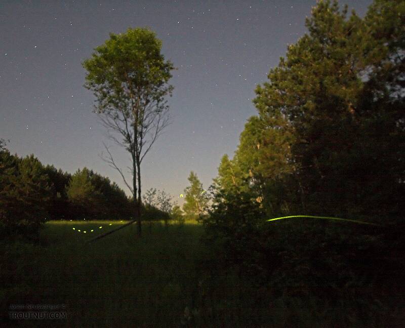 Fireflies streak in front of a moonlight meadow after midnight.