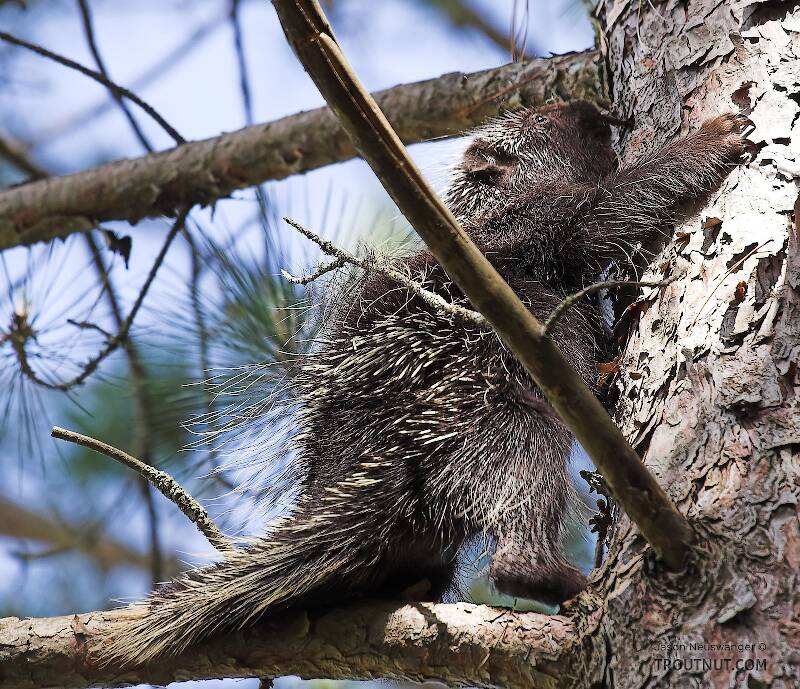 A porcupine climbs a pine tree near a trout stream.