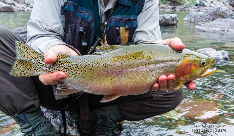 This was my personal best Westslope Cutthroat to date, 18 inches and shaped like a football. The fight was great fun, standing on a boulder over deep water with no waders as the fish tore around in the fast water.