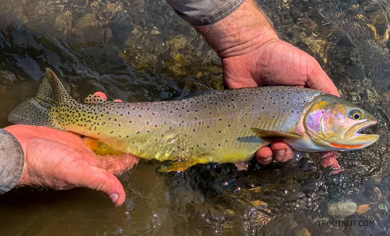 This nice-sized Yellowstone cutthroat took a tight-lined nymph in fast water.