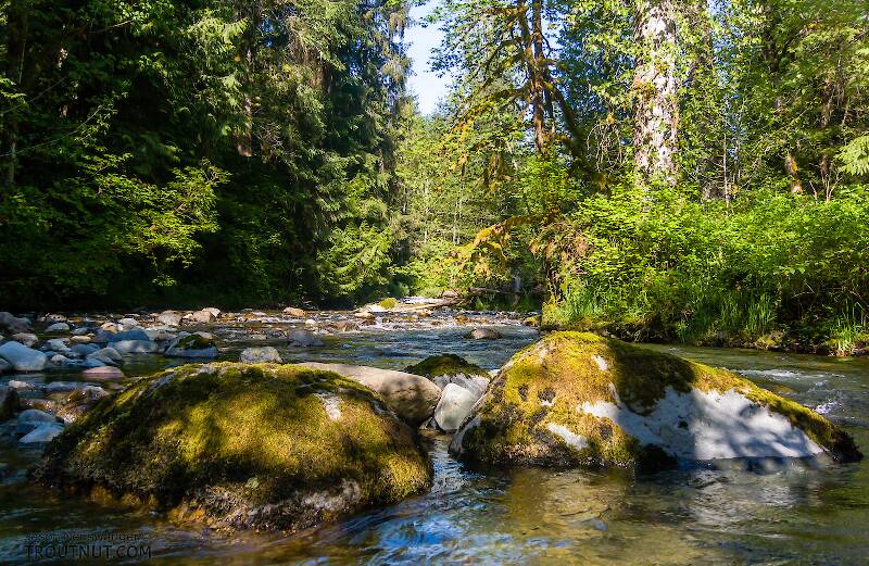The Mystery Creek # 295 in Washington