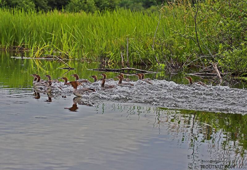 Several frightened mergansers scoot away from the canoe.