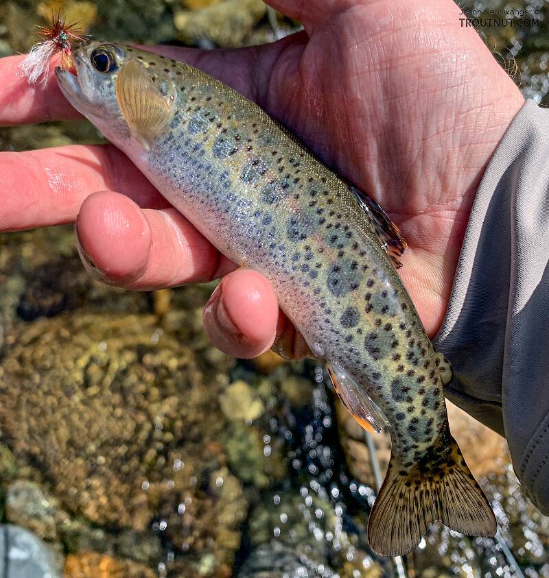 First trout of 2022!