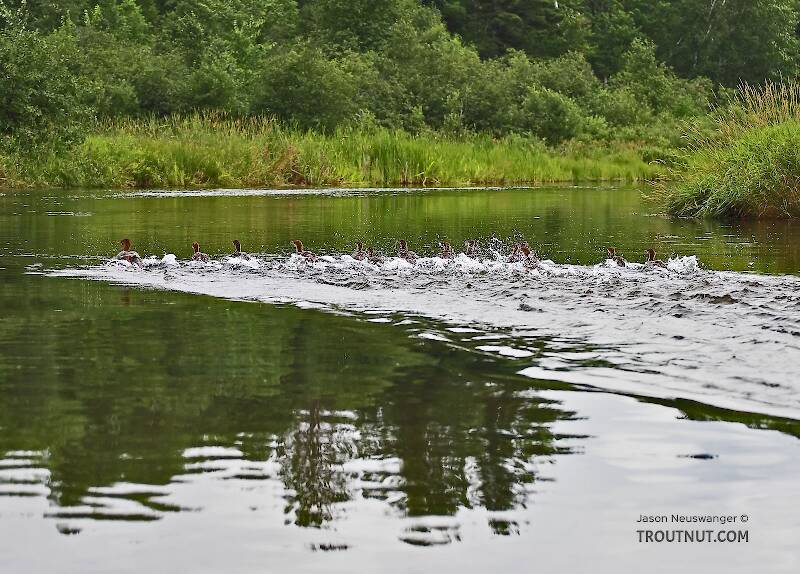 A flock of mergansers flees the canoe.