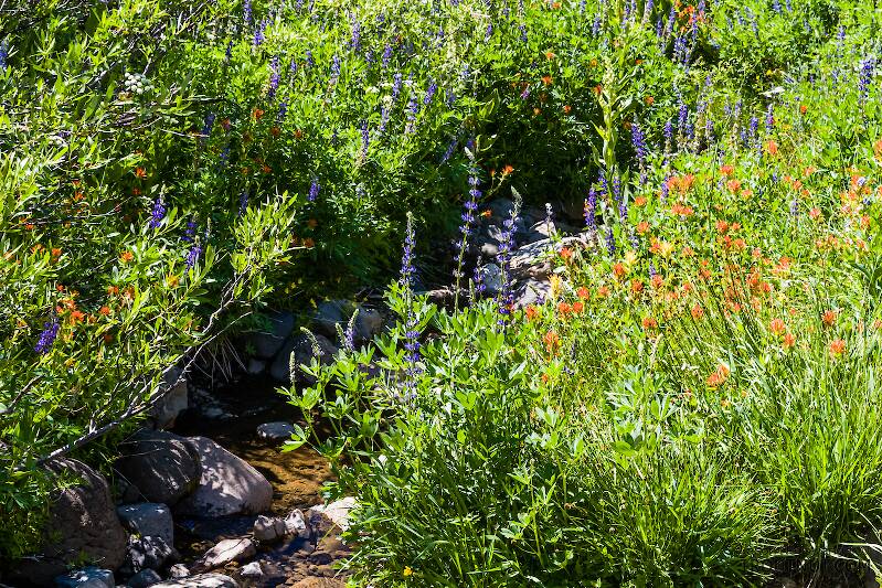 Lupine and paintbrush surround the stream.

From the Upper Truckee River in California