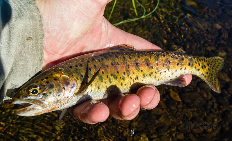 Pretty little stream-resident Lahontan cutthroat trout

From the Upper Truckee River in California