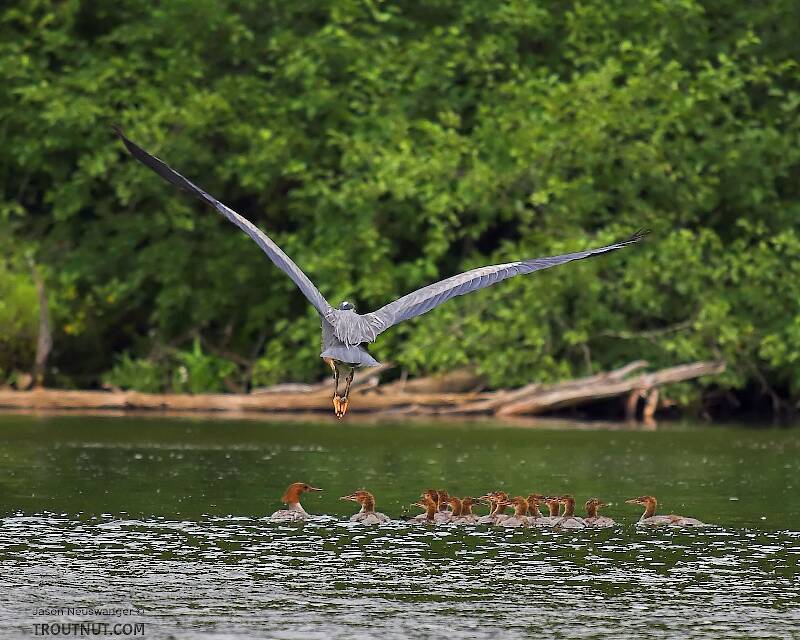 A great blue heron does a flyover on a flock of young common mergansers.  I wonder how many hundreds of young trout go into the creation of a great blue heron and fifteen mergansers... hmm, where's Dick Cheney when you need him?

Photo by Elena Vayndorf.