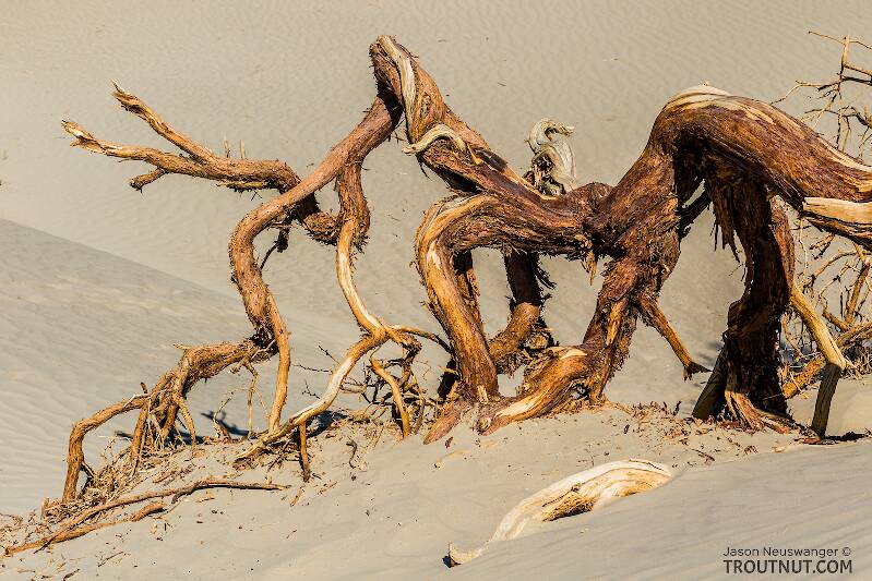 Gnarled old mesquite wood

From Death Valley in California
