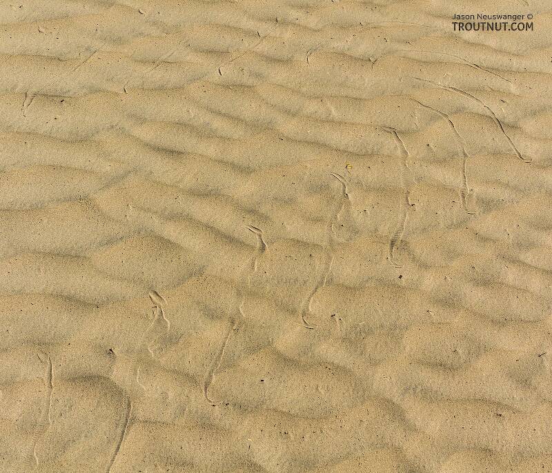 Sidewinder snake tracks in the sand at Mesquite Flat.

From Death Valley in California