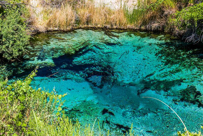 Crystal Spring, home of the Ash Meadows Amargosa Pupfish

From Ash Meadows National Wildlife Refuge in Nevada