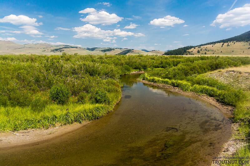 Mystery Creek # 237 in Montana