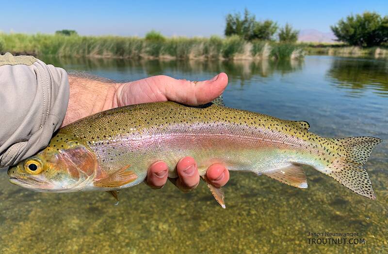 I caught the morning Trico hatch on Silver Creek and landed quite a few difficult mid-sized rainbows, while watching my fly spurned by ten times more.

From Silver Creek in Idaho