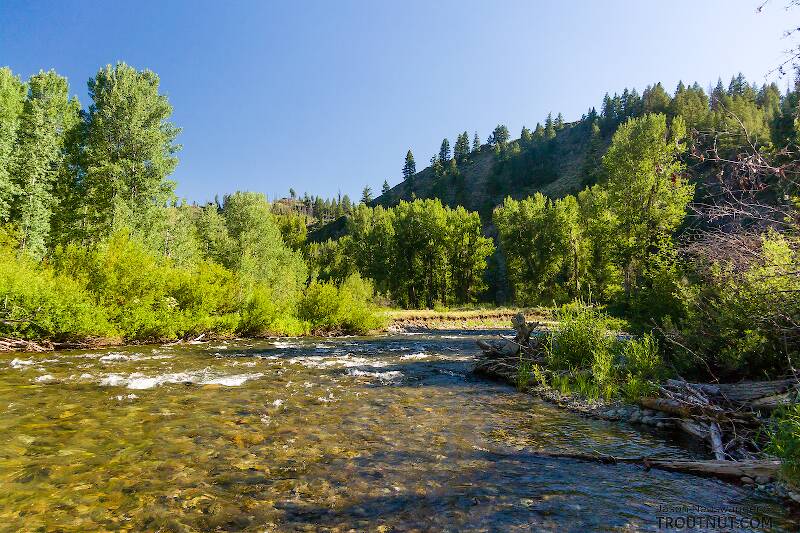 The Mystery Creek # 304 in Idaho