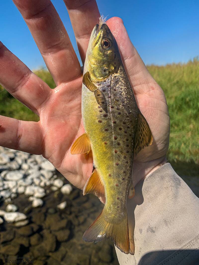 This was easily the fattest six-inch brown trout I've ever seen.