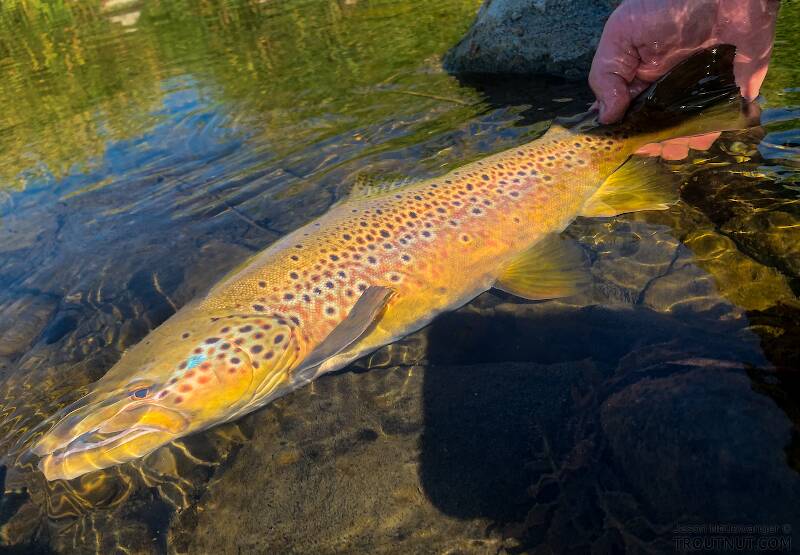 This big old brown trout took a dry fly and fought like he looks like he would.